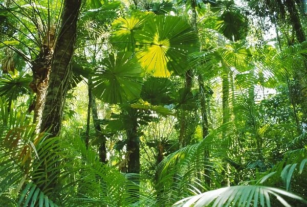 Rainforest canopy, Cape Tribulation National Park, Queensland, Australia