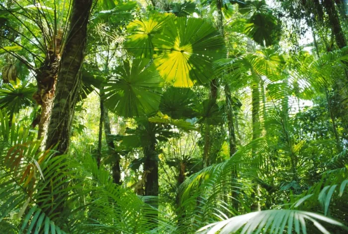 Framed Print : Rainforest canopy, Cape Tribulation National Park, Queensland, Australia Framed Print : Rainforest canopy, Cape Tribulation National Park, Queensland, Australia