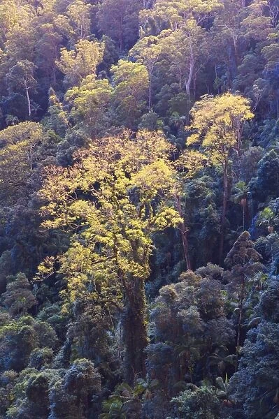Rainforest canopy, Springbrook National Park, UNESCO World Heritage Site