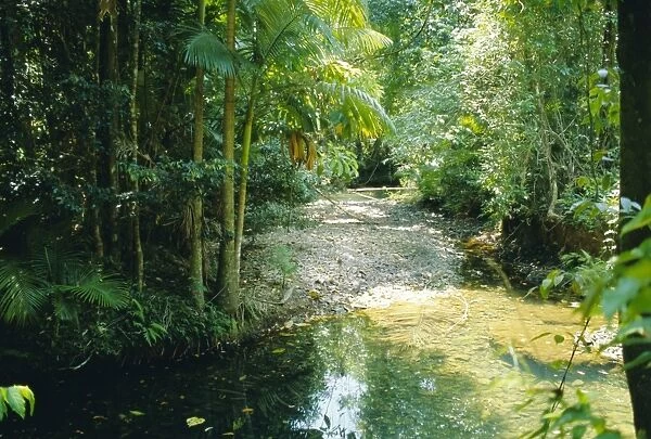 Rainforest in Cape Tribulation National Park, Queensland, Australia