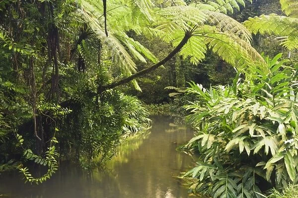 Rainforest creek, Atherton Tableland, Queensland, Australia, Pacific