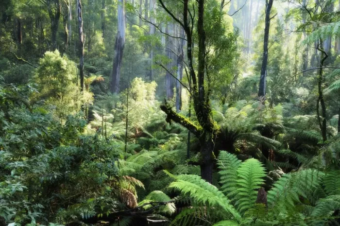 Framed Print : Rainforest, Dandenong Ranges, Victoria, Australia, Pacific Framed Print : Rainforest, Dandenong Ranges, Victoria, Australia, Pacific