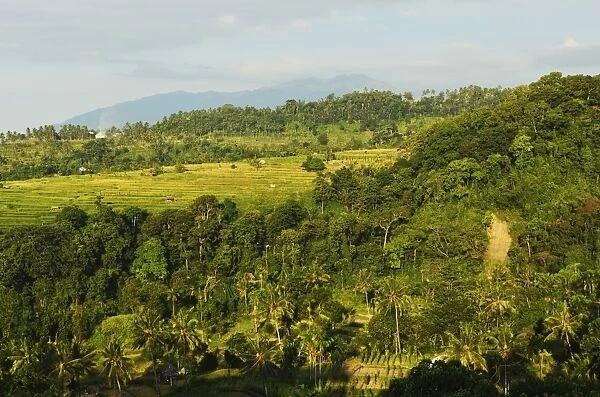 Rainforest and fields, Senaru, Lombok, Indonesia, Southeast Asia, Asia