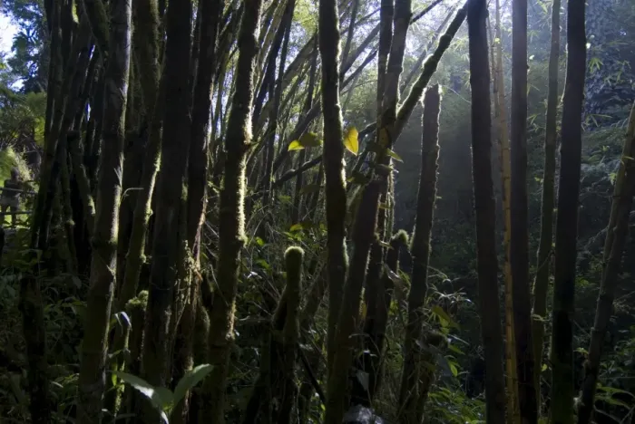 Framed Print : Rainforest near Akaka Falls Framed Print : Rainforest near Akaka Falls