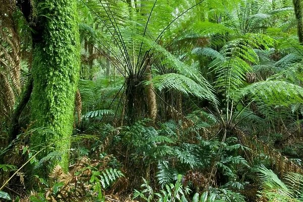 Rainforest, Otway National Park, Victoria, Australia, Pacific