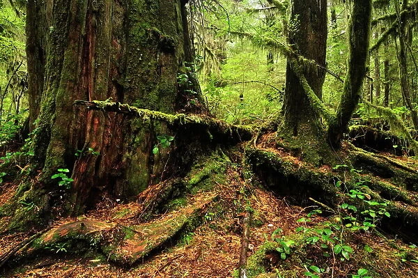Rainforest, Pacific Rim National Park, Vancouver Island, British Columbia