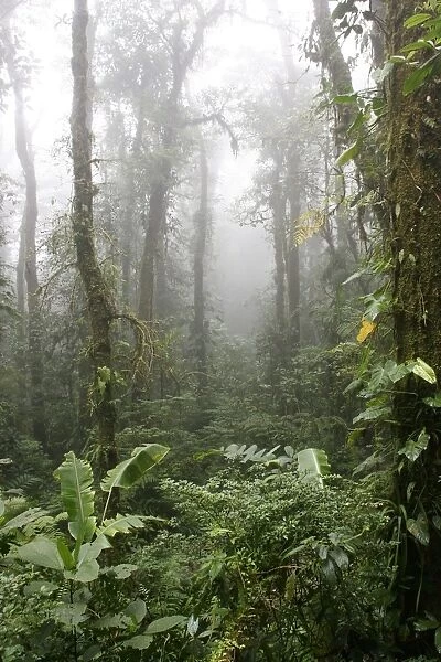 Rainforest, Santa Elena Cloud Forest Reserve, Costa Rica, Central America