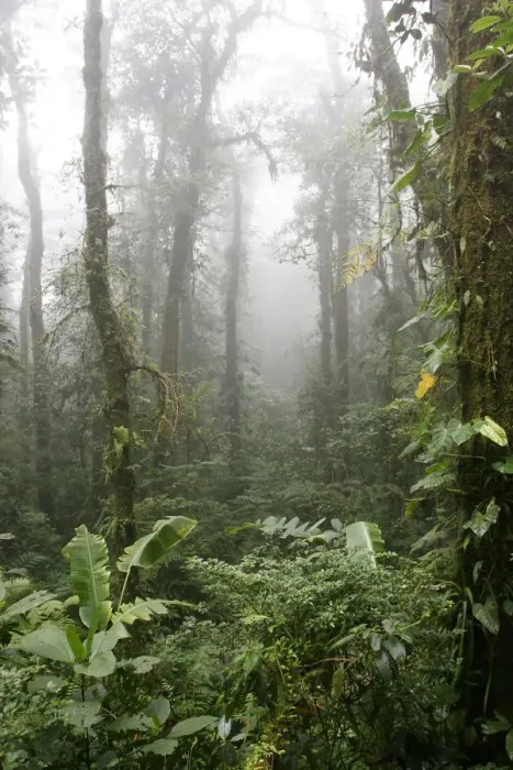 Framed Print : Rainforest, Santa Elena Cloud Forest Reserve, Costa Rica, Central America Framed Print : Rainforest, Santa Elena Cloud Forest Reserve, Costa Rica, Central America