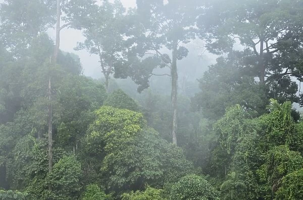Rainforest, Sepilok Rainforest Discovery Center, Sabah, Borneo, Malaysia