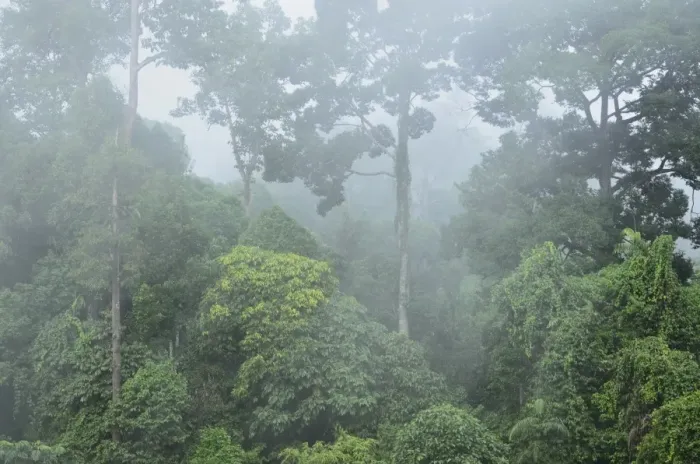 Framed Print : Rainforest, Sepilok Rainforest Discovery Center, Sabah, Borneo, Malaysia