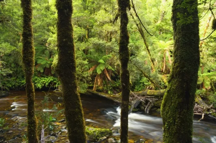 Framed Print : Rainforest and Surprise River, Franklin-Gordon Wild Rivers National Park Framed Print : Rainforest and Surprise River, Franklin-Gordon Wild Rivers National Park