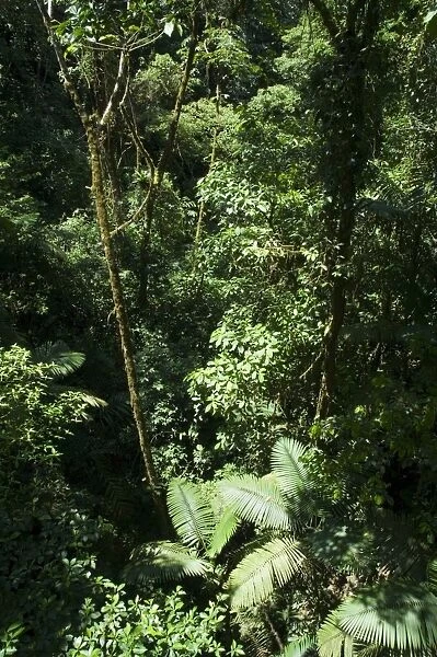 Rainforest vegetation, Hanging Bridges walk, Arenal, Costa Rica, Central America
