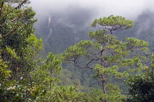 Rainforest waterfall in Parque Nacional Montana de Celaque, Gracias, Honduras