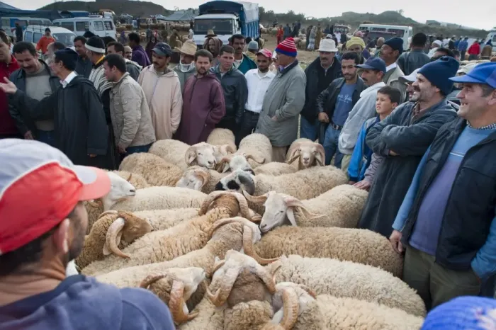 Framed Print : Ram auction, livestock market, Tetouan, Morocco, North Africa, Africa