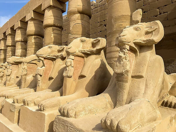 Ram-headed sphinx statues at Karnak, Karnak Temple Complex, UNESCO World Heritage Site, near Luxor, Thebes, Egypt, North Africa, Africa