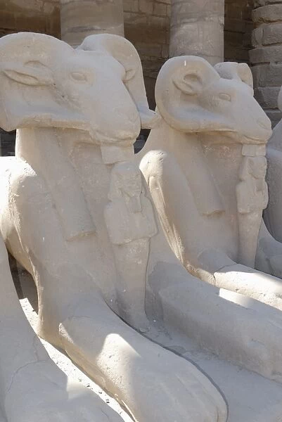 Ram headed sphinxes, Temple of Karnak, near Luxor, Thebes, UNESCO World Heritage Site