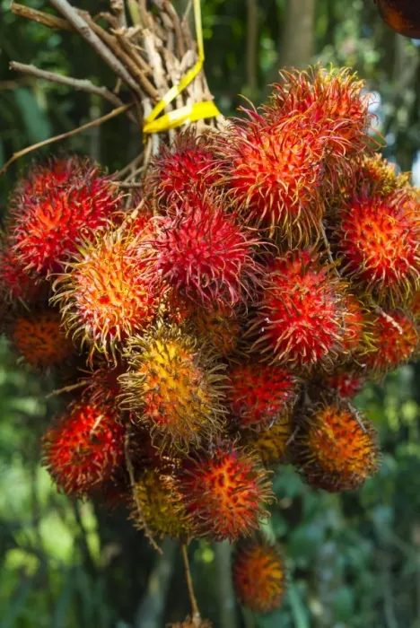 Framed Print : Rambutan fruit, Melaka (Malacca), Melaka State, Malaysia, Southeast Asia, Asia Framed Print : Rambutan fruit, Melaka (Malacca), Melaka State, Malaysia, Southeast Asia, Asia