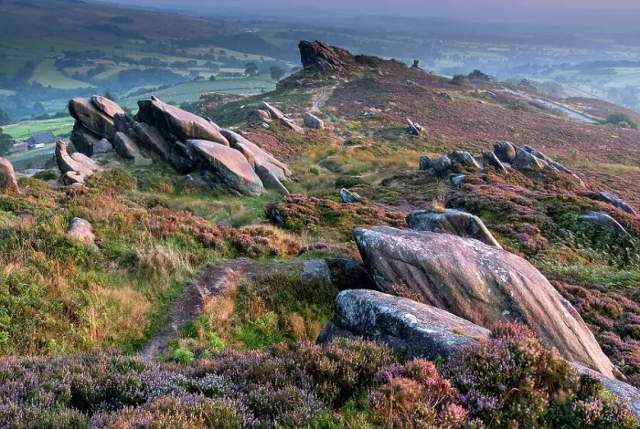 Framed Print : Ramshaw Rocks and purple heather moorland in summer, near Leek, Peak District National Park, Staffordshire Moorlands, Staffordshire, England, United Kingdom, Europe Framed Print : Ramshaw Rocks and purple heather moorland in summer, near Leek, Peak District National Park, Staffordshire Moorlands, Staffordshire, England, United Kingdom, Europe
