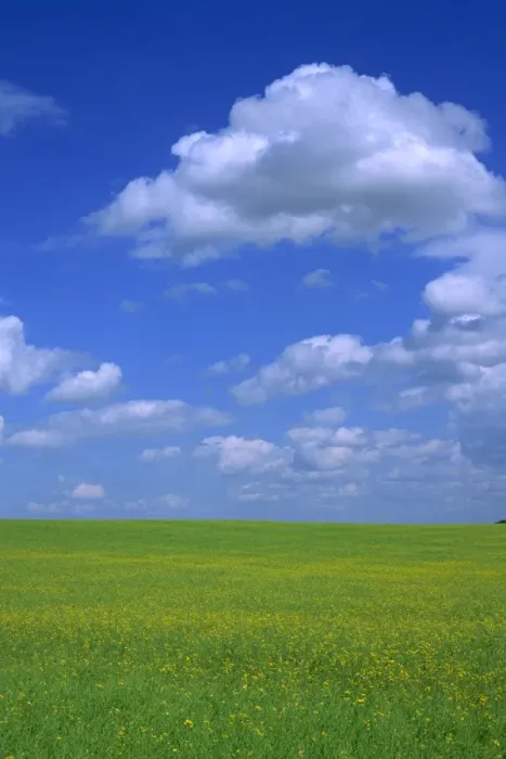 Framed Print : Rape field with blue sky and white clouds, Herefordshire, England, United Kingdom, Europe Framed Print : Rape field with blue sky and white clouds, Herefordshire, England, United Kingdom, Europe
