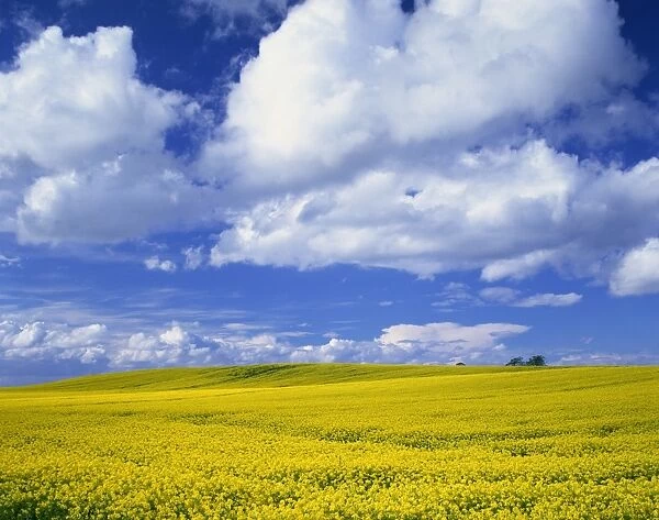 Rape field and blue sky with white clouds