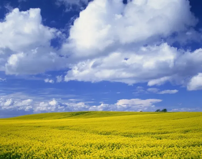 Framed Print : Rape field and blue sky with white clouds