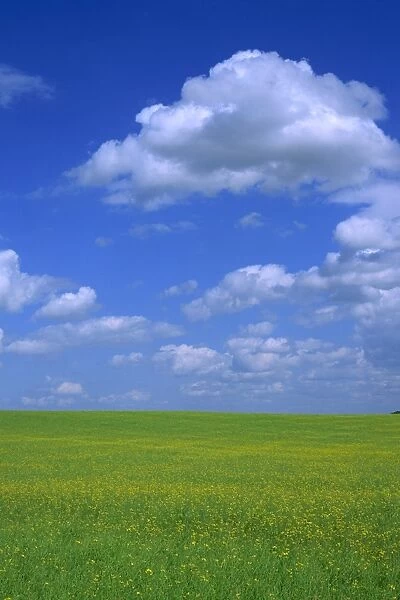 Rape field with blue sky and white clouds, Herefordshire, England, United Kingdom, Europe