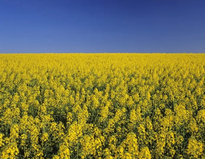 Framed Print : Rape field in spring, Tubingen, Baden Wurttemberg, Germany, Europe Framed Print : Rape field in spring, Tubingen, Baden Wurttemberg, Germany, Europe