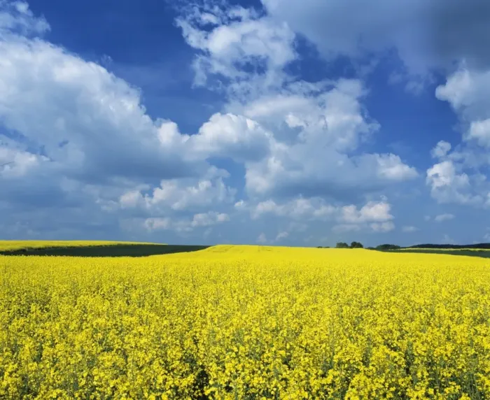 Framed Print : Rape field, Swabian Alb, Baden Wurttemberg, Germany, Europe Framed Print : Rape field, Swabian Alb, Baden Wurttemberg, Germany, Europe