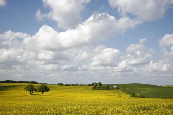 Framed Print : Rape fields, Jutland, Denmark, Scandinavia, Europe Framed Print : Rape fields, Jutland, Denmark, Scandinavia, Europe