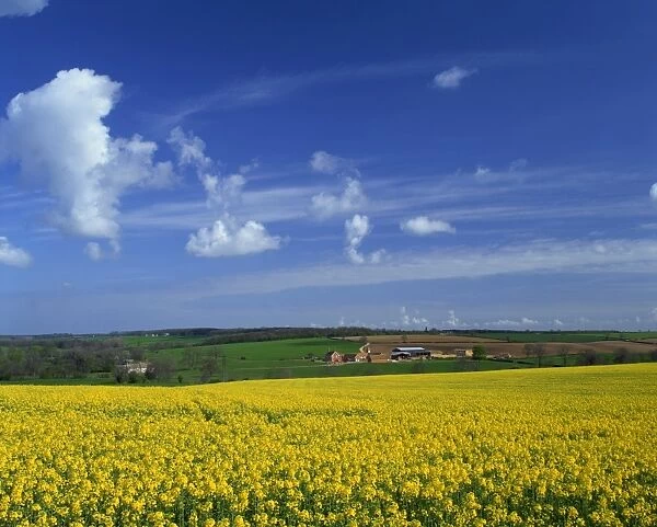 Rape seed field, Lincolnshire, England, United Kingdom, Europe