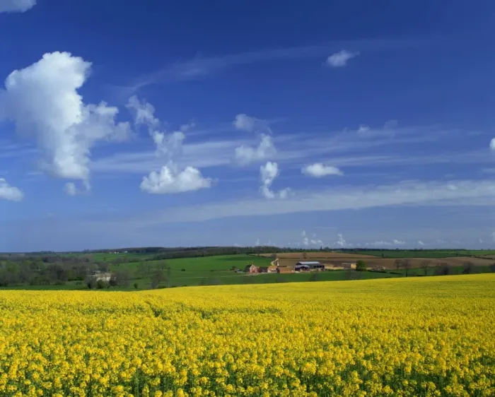 Framed Print : Rape seed field, Lincolnshire, England, United Kingdom, Europe Framed Print : Rape seed field, Lincolnshire, England, United Kingdom, Europe
