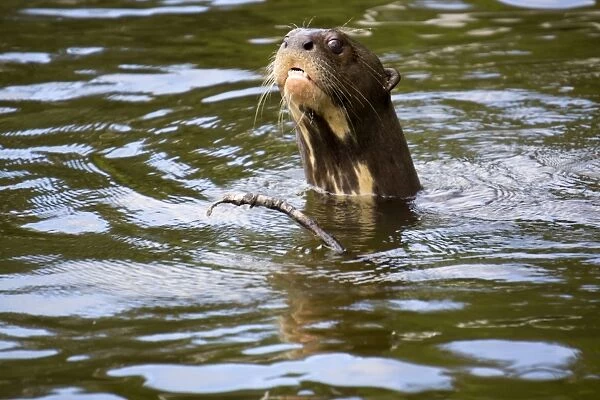 The very rare giant otter, Lake Salvador, Manu National Park, UNESCO World Heritage Site, Peru, South America
