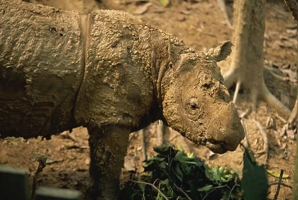 The rare hairy rhino (Sumatran rhino), smallest type of rhino at Sepilok Orang-Utan Sanctuary