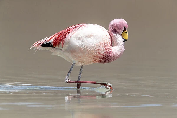 Rare Jamess flamingo (Phoenicoparrus jamesi), Eduardo Avaroa Andean Fauna National
