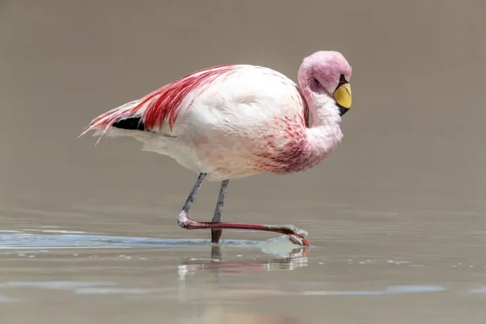 Framed Print : Rare Jamess flamingo (Phoenicoparrus jamesi), Eduardo Avaroa Andean Fauna National Framed Print : Rare Jamess flamingo (Phoenicoparrus jamesi), Eduardo Avaroa Andean Fauna National