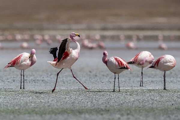 Rare Jamess flamingos (Phoenicoparrus jamesi), Eduardo Avaroa Andean Fauna National