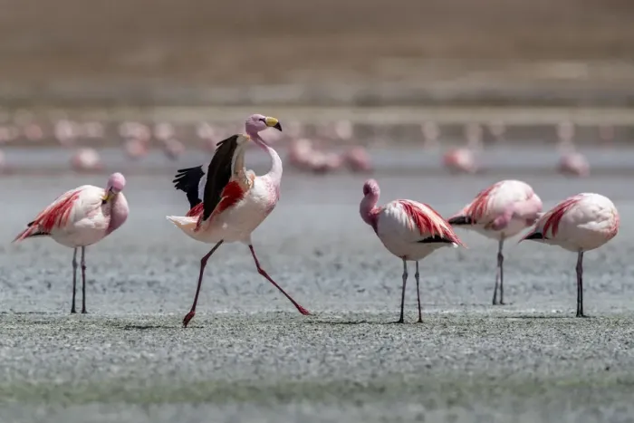 Framed Print : Rare Jamess flamingos (Phoenicoparrus jamesi), Eduardo Avaroa Andean Fauna National Framed Print : Rare Jamess flamingos (Phoenicoparrus jamesi), Eduardo Avaroa Andean Fauna National