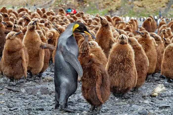 Framed Print : A rare melanistic king penguin (Aptenodytes patagonicus), feeding its okum boy chick at Fortuna Bay, South Georgia Island, Polar Regions Framed Print : A rare melanistic king penguin (Aptenodytes patagonicus), feeding its okum boy chick at Fortuna Bay, South Georgia Island, Polar Regions