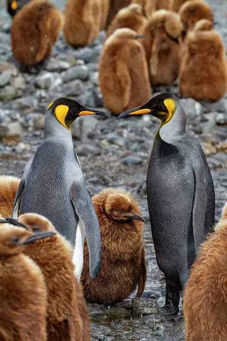 Framed Print : A rare melanistic king penguin (Aptenodytes patagonicus), feeding its okum boy chick at Fortuna Bay, South Georgia Island, Polar Regions Framed Print : A rare melanistic king penguin (Aptenodytes patagonicus), feeding its okum boy chick at Fortuna Bay, South Georgia Island, Polar Regions