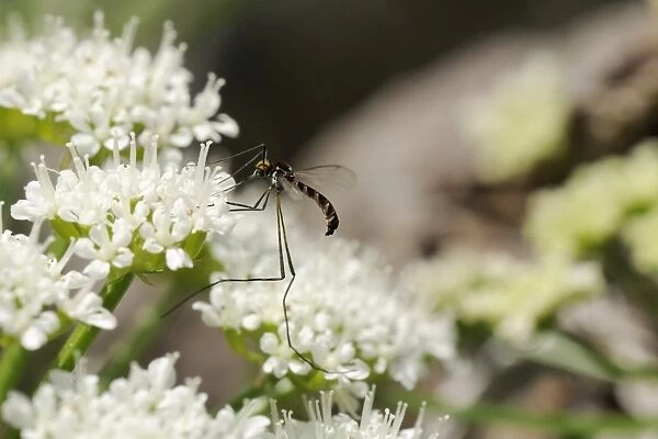 A rare net-winged midge (Apistomyia elegans) feeding on umbel flowers by an unpolluted mountain stream, Corsica, France, Europe