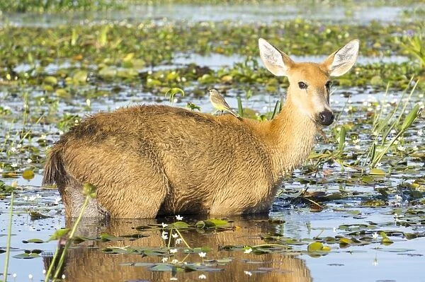 Rare pampas deer grazing in swamp, Ibera National Park, Argentina, South America