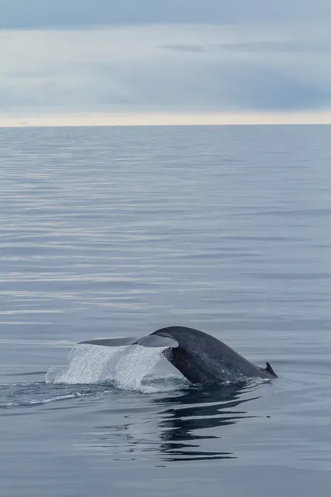 Framed Print : A rare sighting of an adult blue whale (Balaenoptera musculus) sub-surface feeding in the Svalbard Archipelago, Norway Framed Print : A rare sighting of an adult blue whale (Balaenoptera musculus) sub-surface feeding in the Svalbard Archipelago, Norway