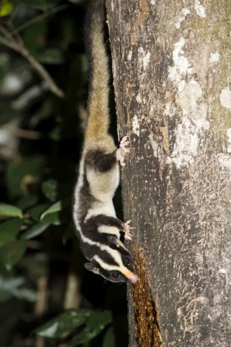Framed Print : Rarely seen Striped possum (Dactylopsila trivirgata) on tree in the Wet Tropic rainforest of Queensland, Australia, Pacific Framed Print : Rarely seen Striped possum (Dactylopsila trivirgata) on tree in the Wet Tropic rainforest of Queensland, Australia, Pacific