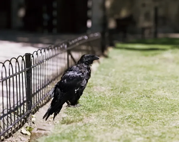 Framed Print : Raven (Corvus corax), Tower of London, London, England, United Kingdom, Europe Framed Print : Raven (Corvus corax), Tower of London, London, England, United Kingdom, Europe