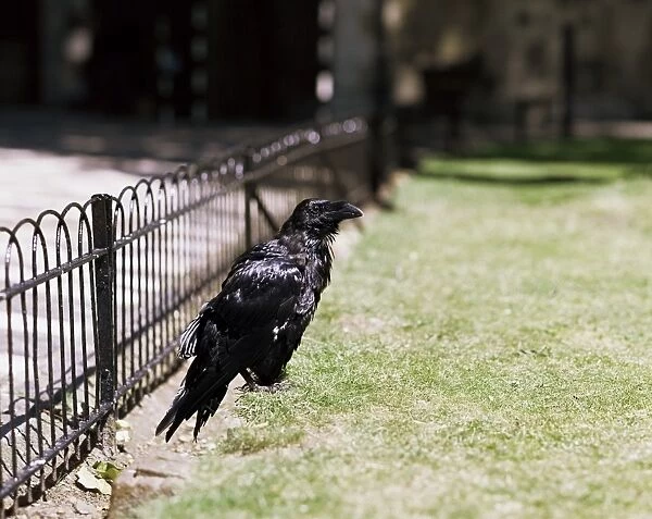 Raven (Corvus corax), Tower of London, London, England, United Kingdom, Europe