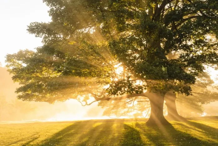 Framed Print : Rays of sun shine through autumn (fall) mist, backlighting a copse of trees, Chatsworth Park Framed Print : Rays of sun shine through autumn (fall) mist, backlighting a copse of trees, Chatsworth Park