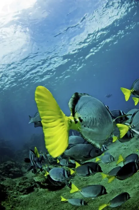 Framed Print : Razor Surgeonfish off Bartolome Island, Galapagos, Ecuador, South America