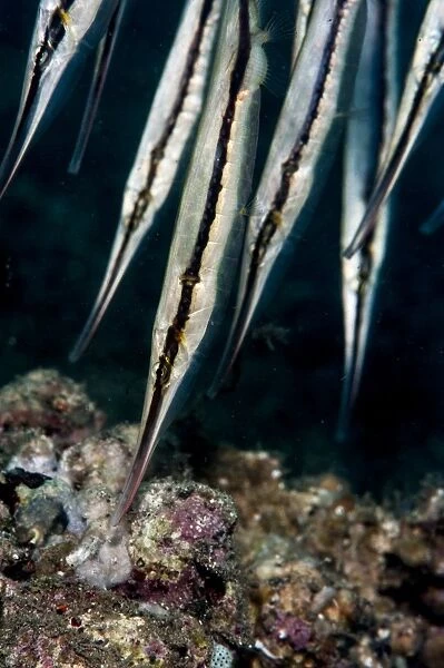 Razorfish (Aeoliscus strigatus), Sulawesi, Indonesia, Southeast Asia, Asia