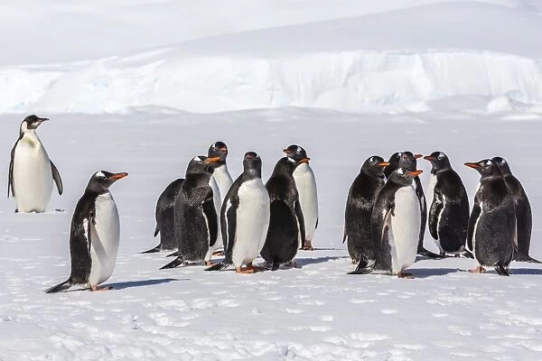 Recently fledged emperor penguin (Aptenodytes forsteri) with gentoo penguins (Pygoscelis papua), Enterprise Islands, Antarctica, Southern Ocean, Polar Regions