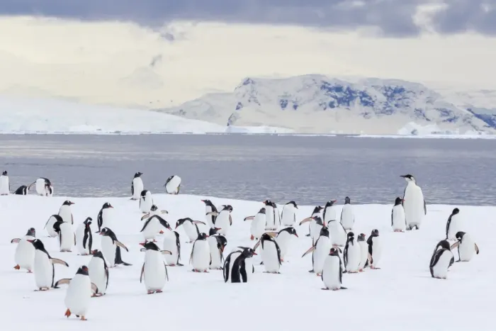 Framed Print : Recently fledged emperor penguin (Aptenodytes forsteri), with gentoo penguins (Pygoscelis papua), Enterprise Islands, Antarctica, Southern Ocean, Polar Regions Framed Print : Recently fledged emperor penguin (Aptenodytes forsteri), with gentoo penguins (Pygoscelis papua), Enterprise Islands, Antarctica, Southern Ocean, Polar Regions